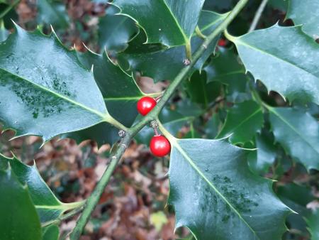 Gottesdienste zum Palmsonntag