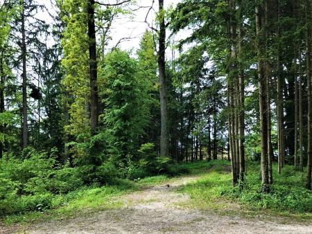 Familiengottesdienst im Wald - Abgesagt