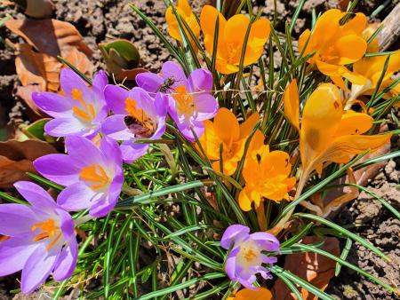 Krokus - der Winterschreck